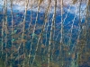 Flume Gorge Birch Reflection