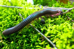 Millipede 1