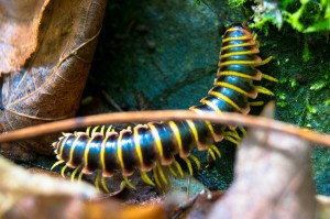 Millipede 2