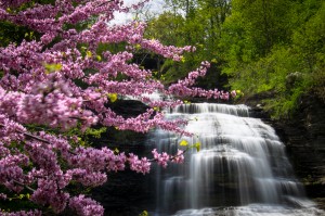 Shequaga Falls Bloom