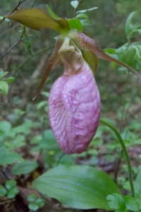 Lady Slipper Greenwood Maine