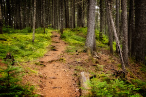 Trail to Rainbow Lean To