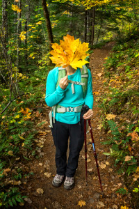 Broad Leaf Maple