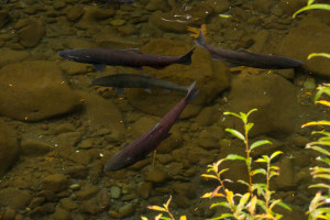 Eagle Creek Salmon