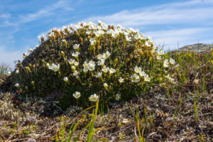 Diapensia